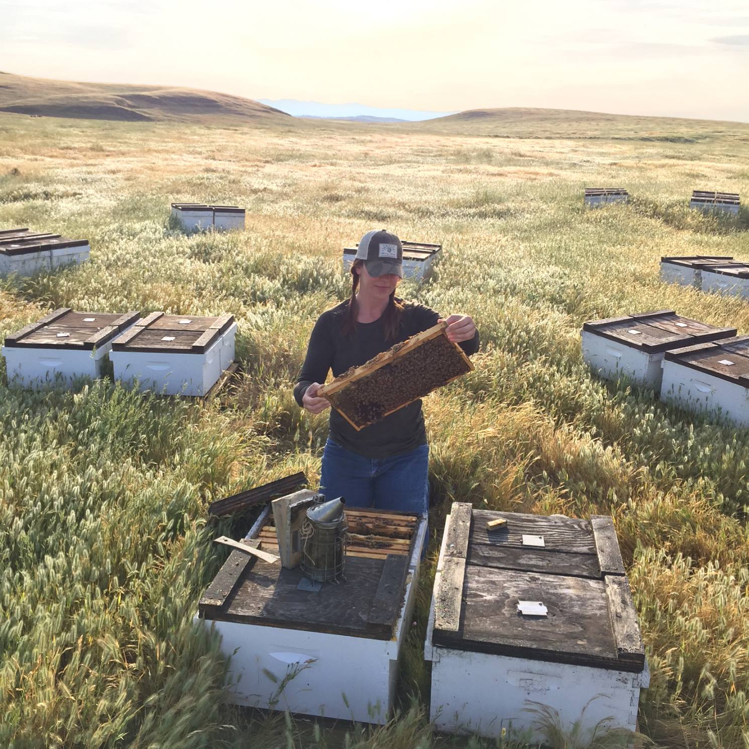 bee keeper observing honey in bee boxes