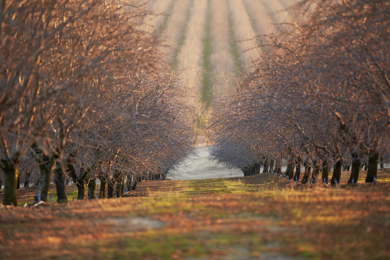 Almonds