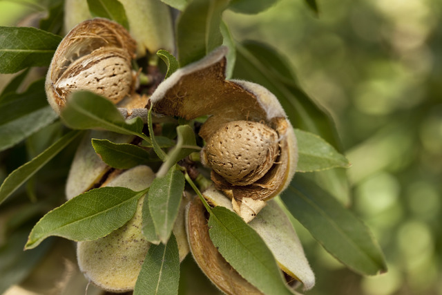 Almonds