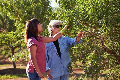 California Almond Acreage Increases in 2020