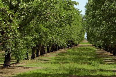 Almond Board Election Underway