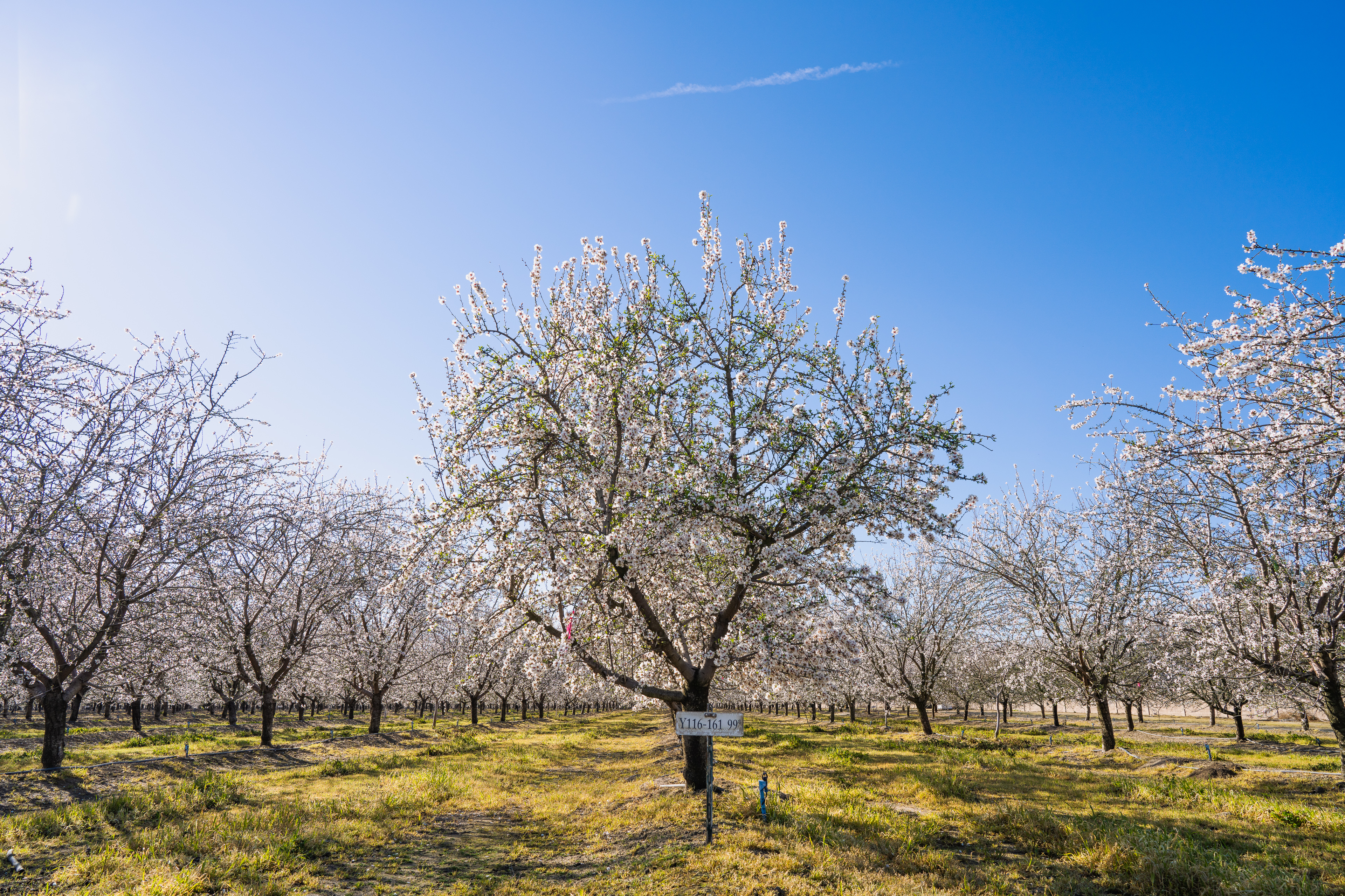 Almonds