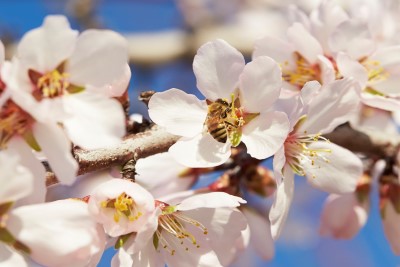 North American Pollinator Protection Campaign  Honors Almond Farmers of California