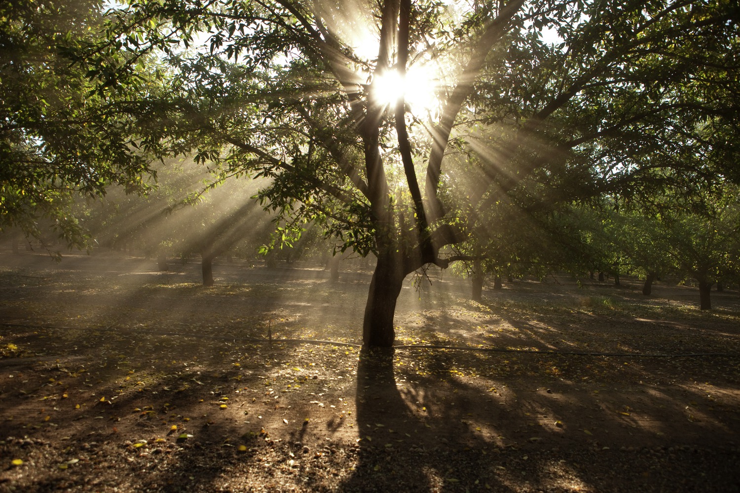 Almond Acreage Increases in 2022 but Pace of Growth Slows