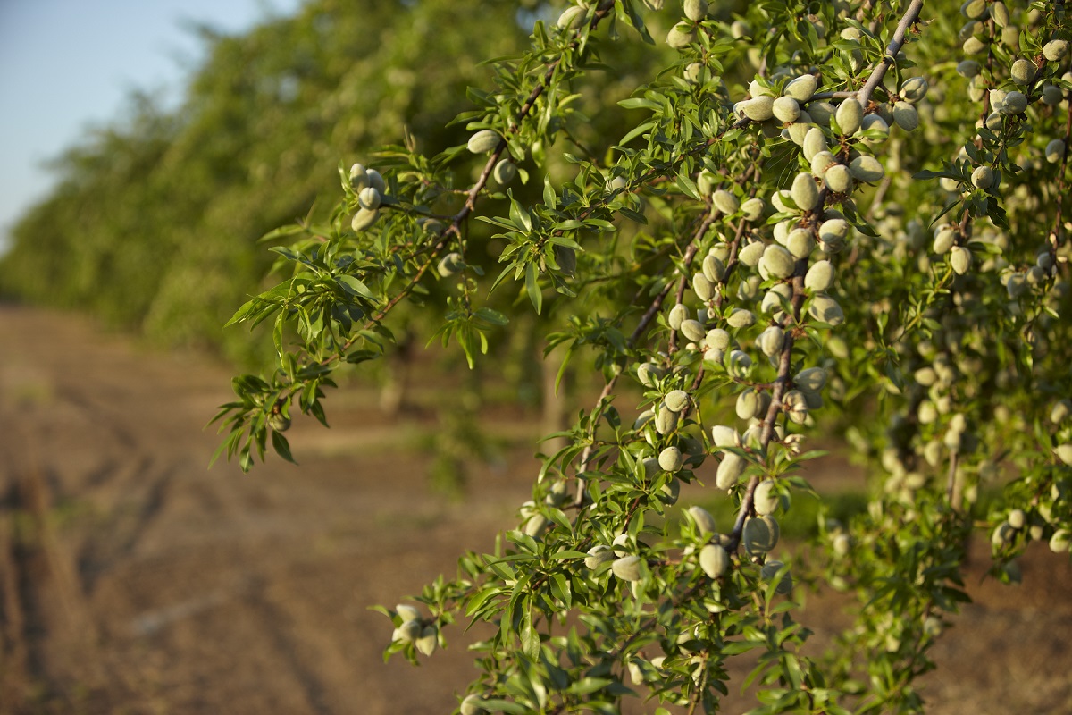 NASS Forecasts Smaller Almond Crop