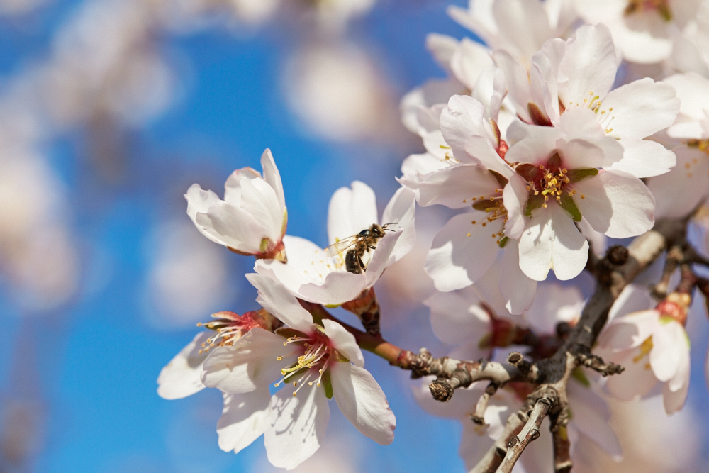 California Pollinator Coalition Reports Increasing Cooperation Among Ag, Conservation Groups