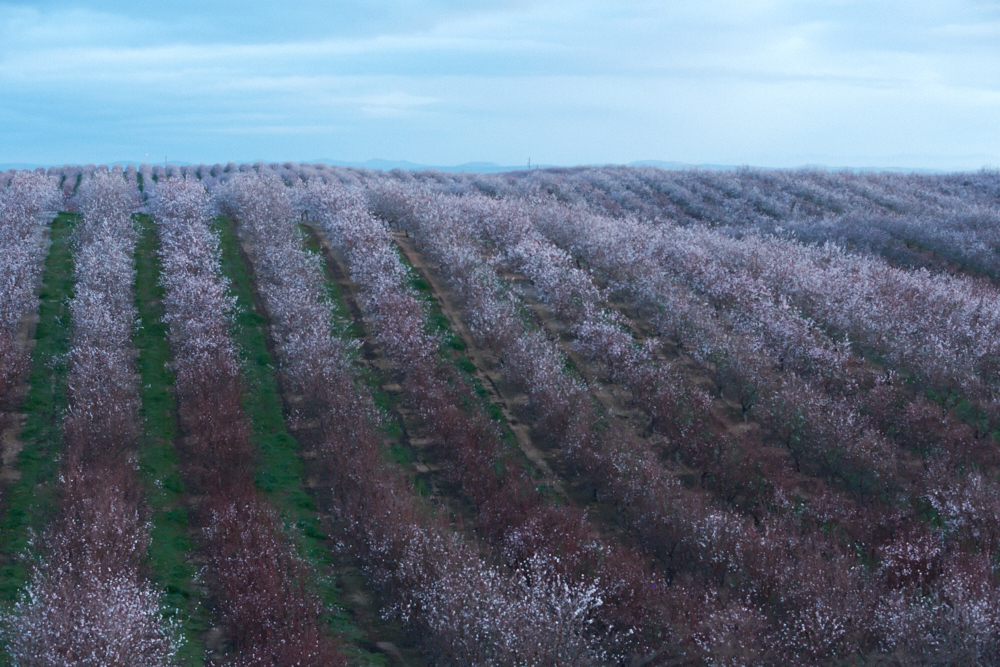 Almond Board of California Announces 2023 Elections