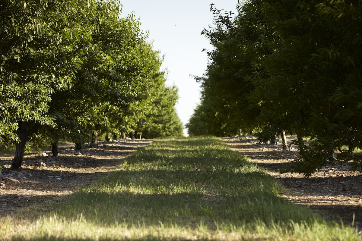 Almond Board of California Announces 2023 Election Results