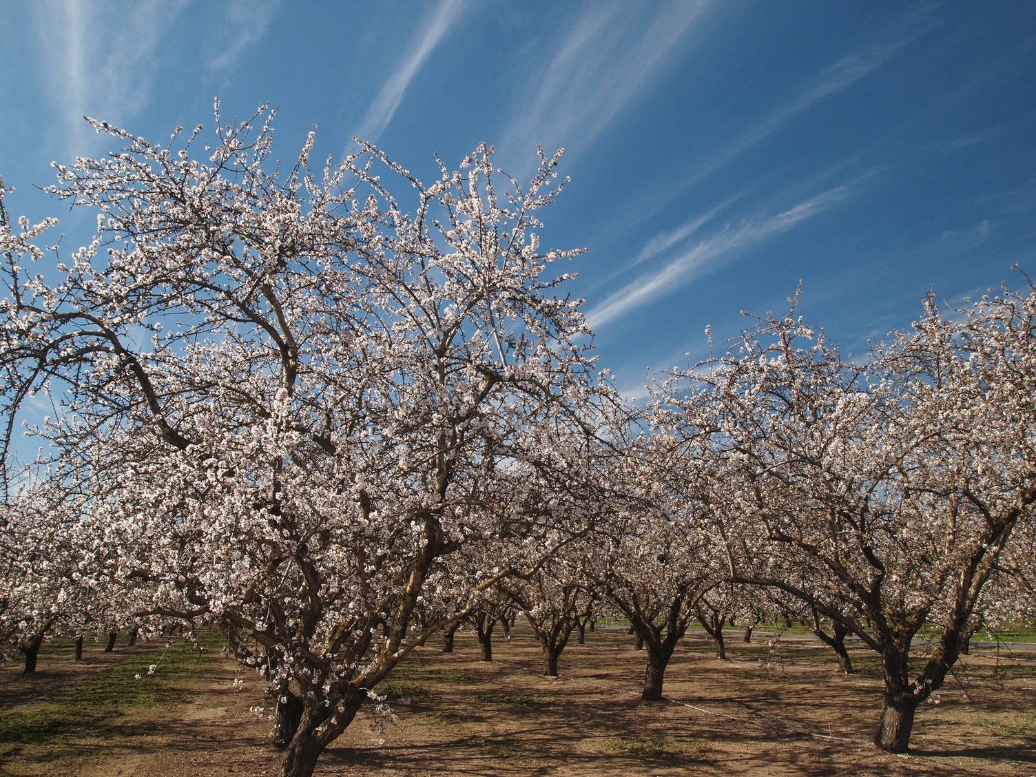 Almond Board of California Announces 2024 Elections