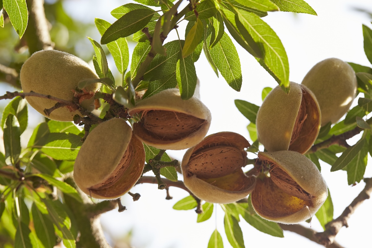 Almond Board of California Announces 2024 Election Results