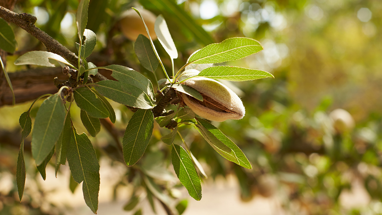 Almonds