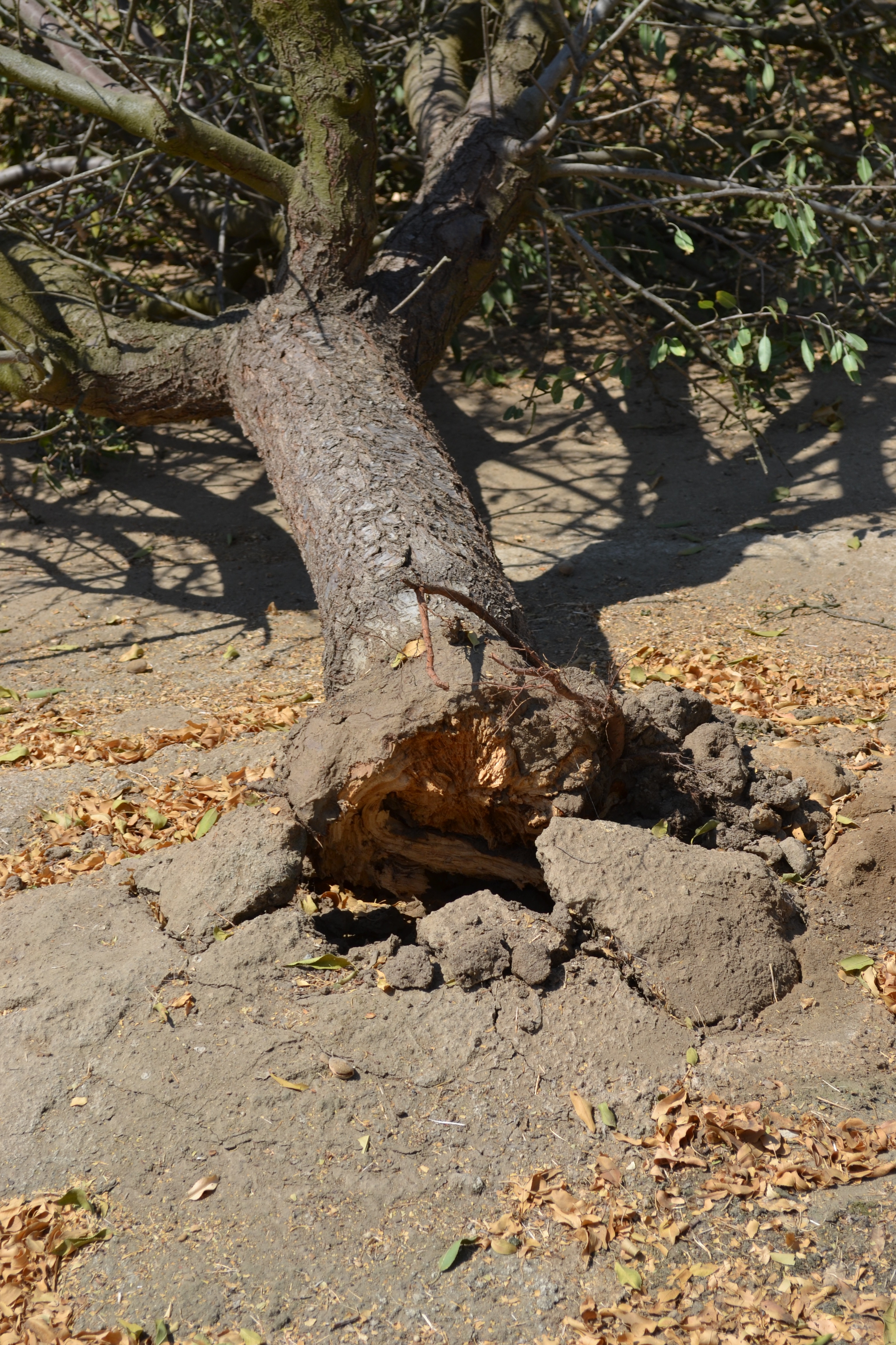 Ganoderma photo credit Bob Johnson