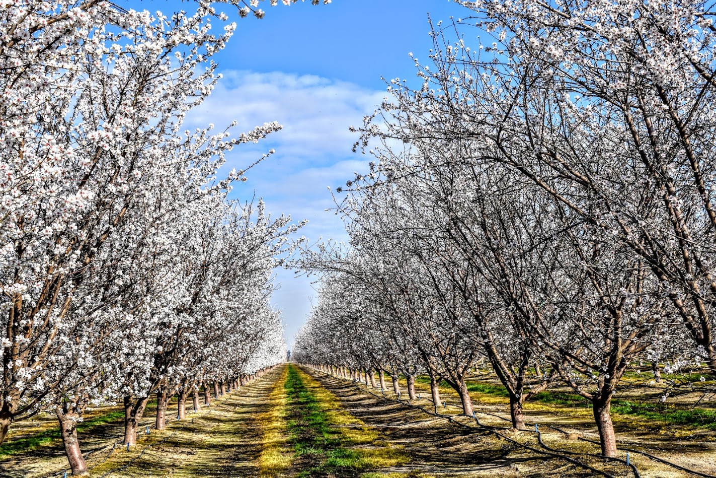 Giacomazzi Orchard