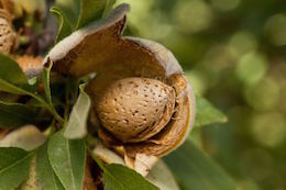 Almond in hullsplit stage.jpg