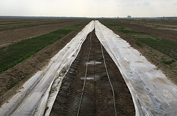 Tarp ready for removal