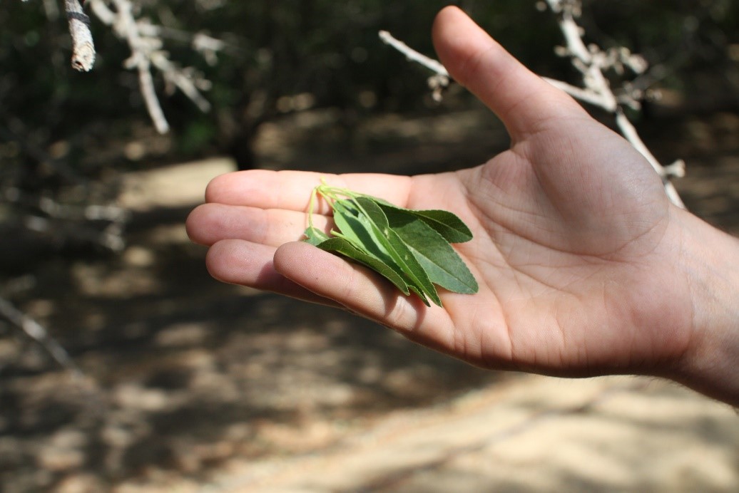 Leaf Sampling