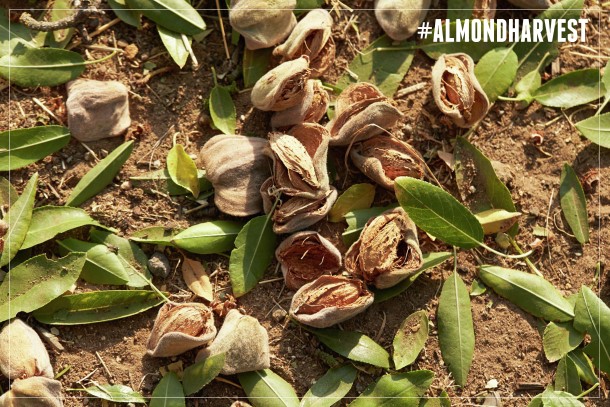 Almonds