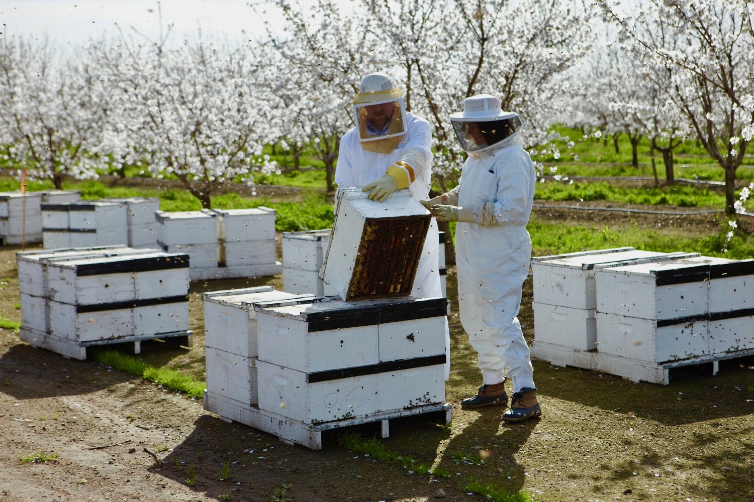 Bee_Keeper_162h_1.jpg