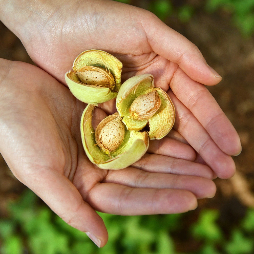 Almonds