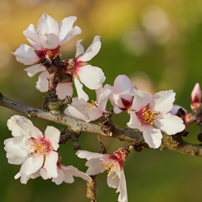 Almonds