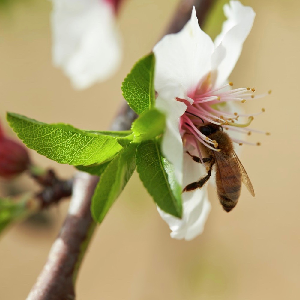 Almonds