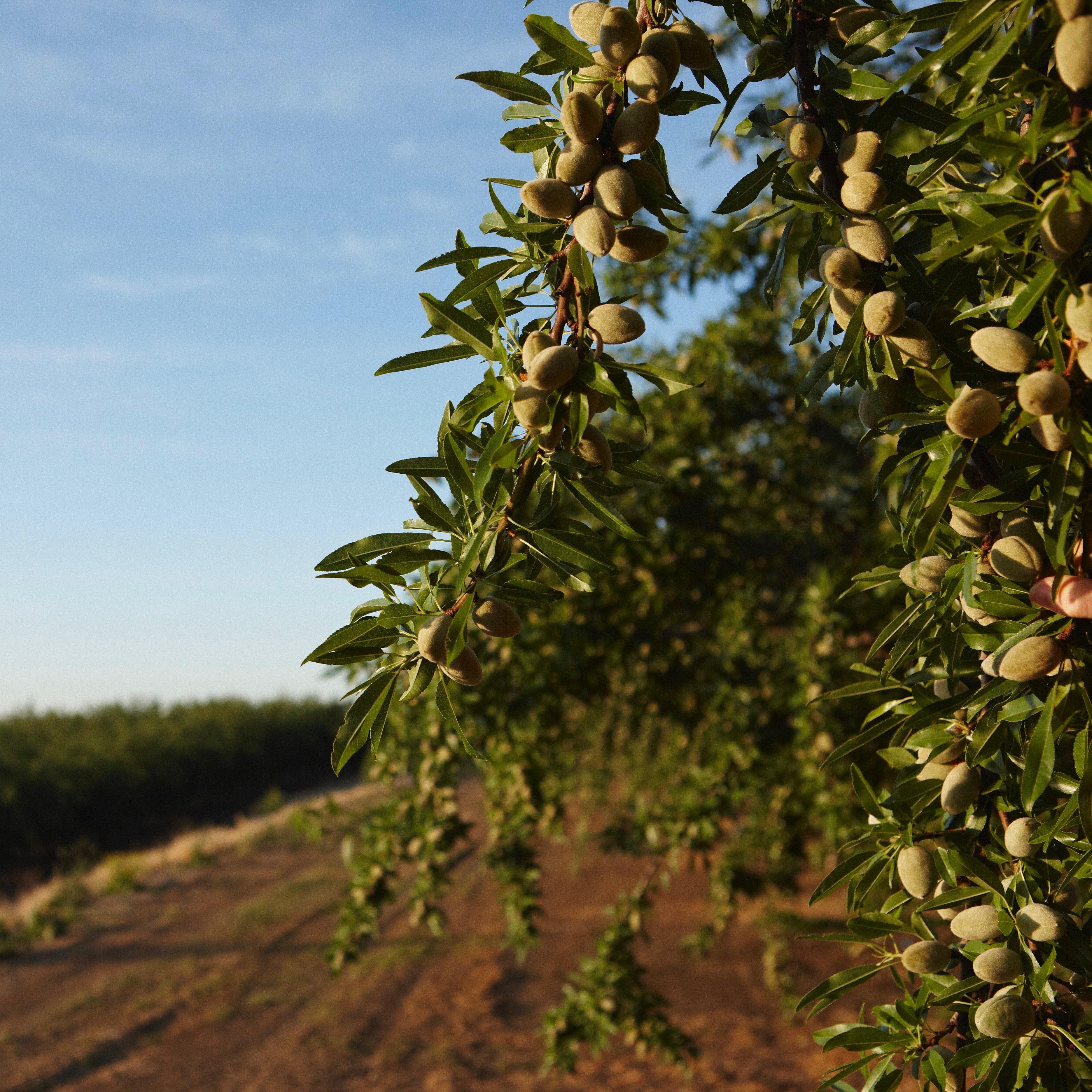 Almonds