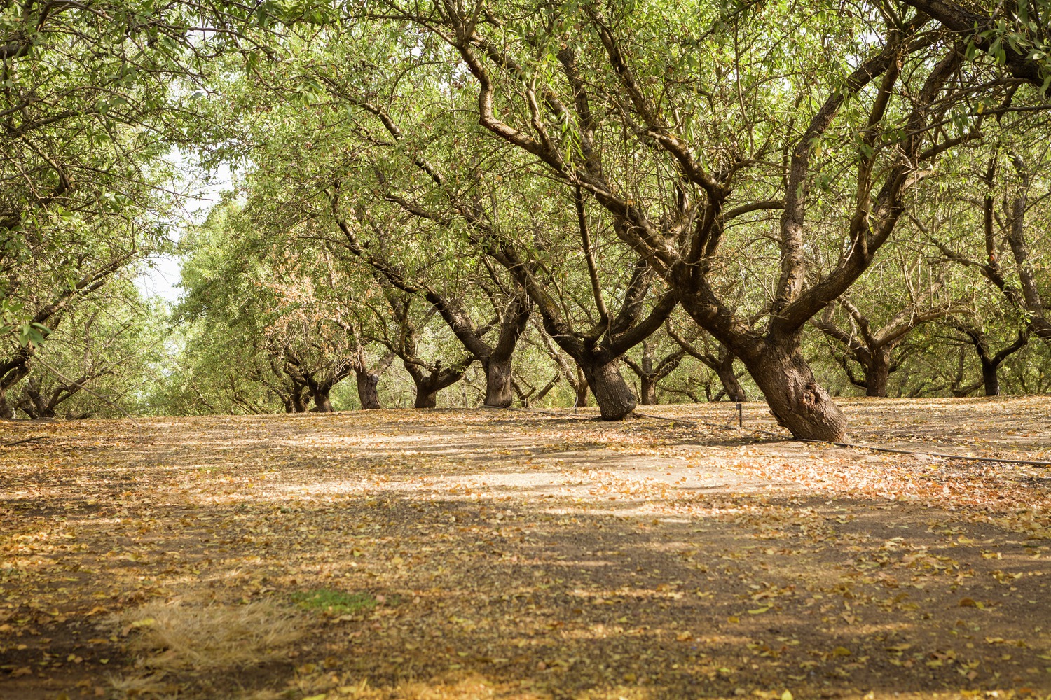 Almonds