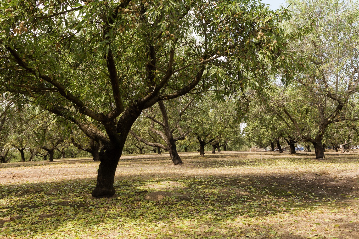 Almonds