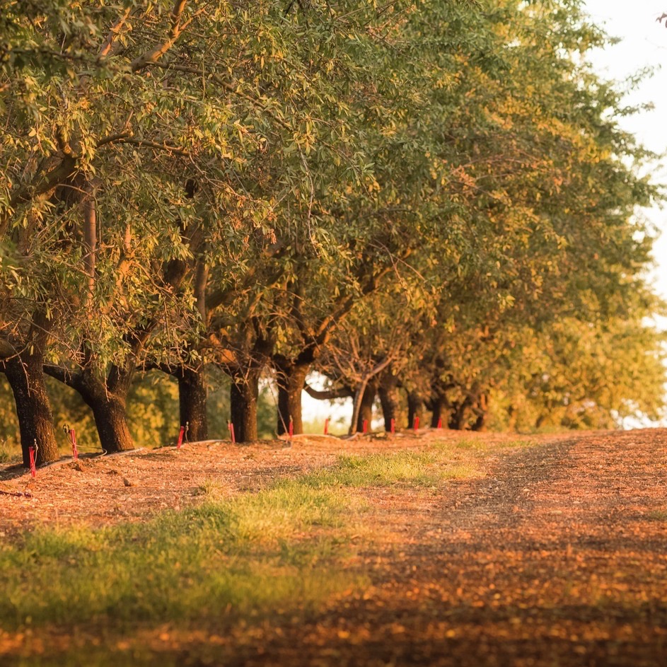 Almonds