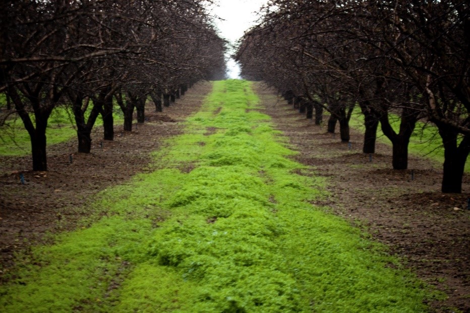 cover crops