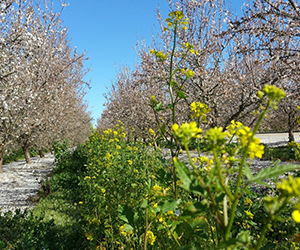 Cover crops for conservation