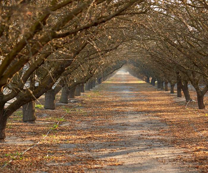 Dormant Orchard