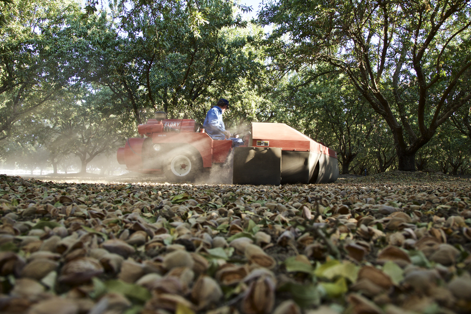 New Incentive Programs Support Almond Orchard 2025 Goals