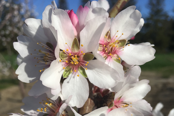 Almond Bloom carbohydrate study