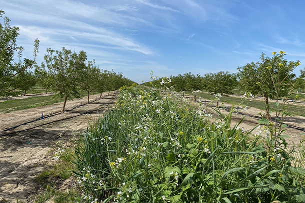 Cover Crops in rows