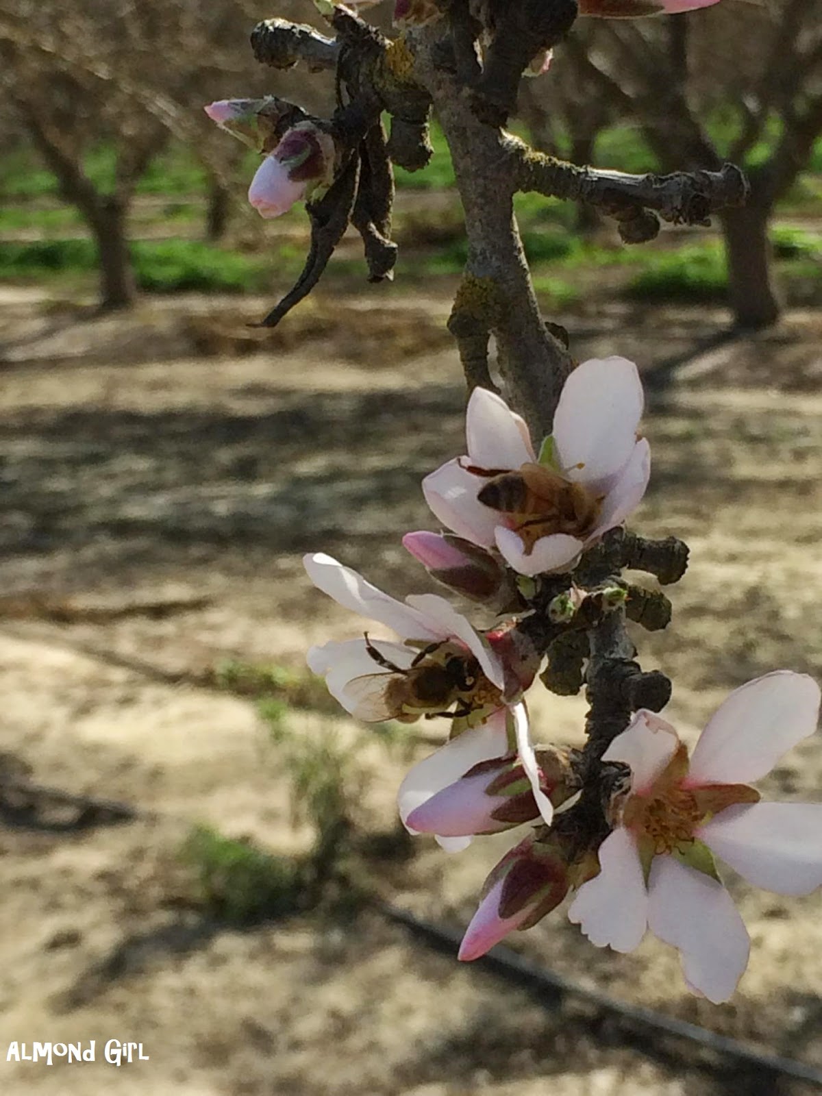 Buds Bees and Bloom Part 2 Bees