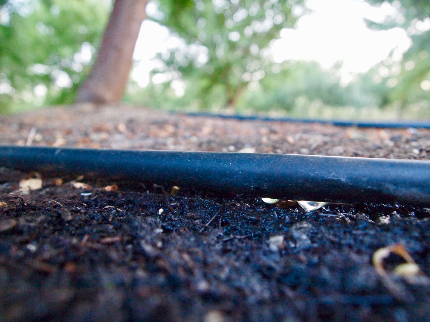 drip irrigation