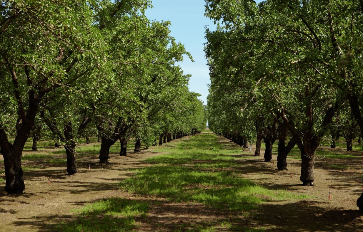 Seven Ways Almonds Provide Value for Californians