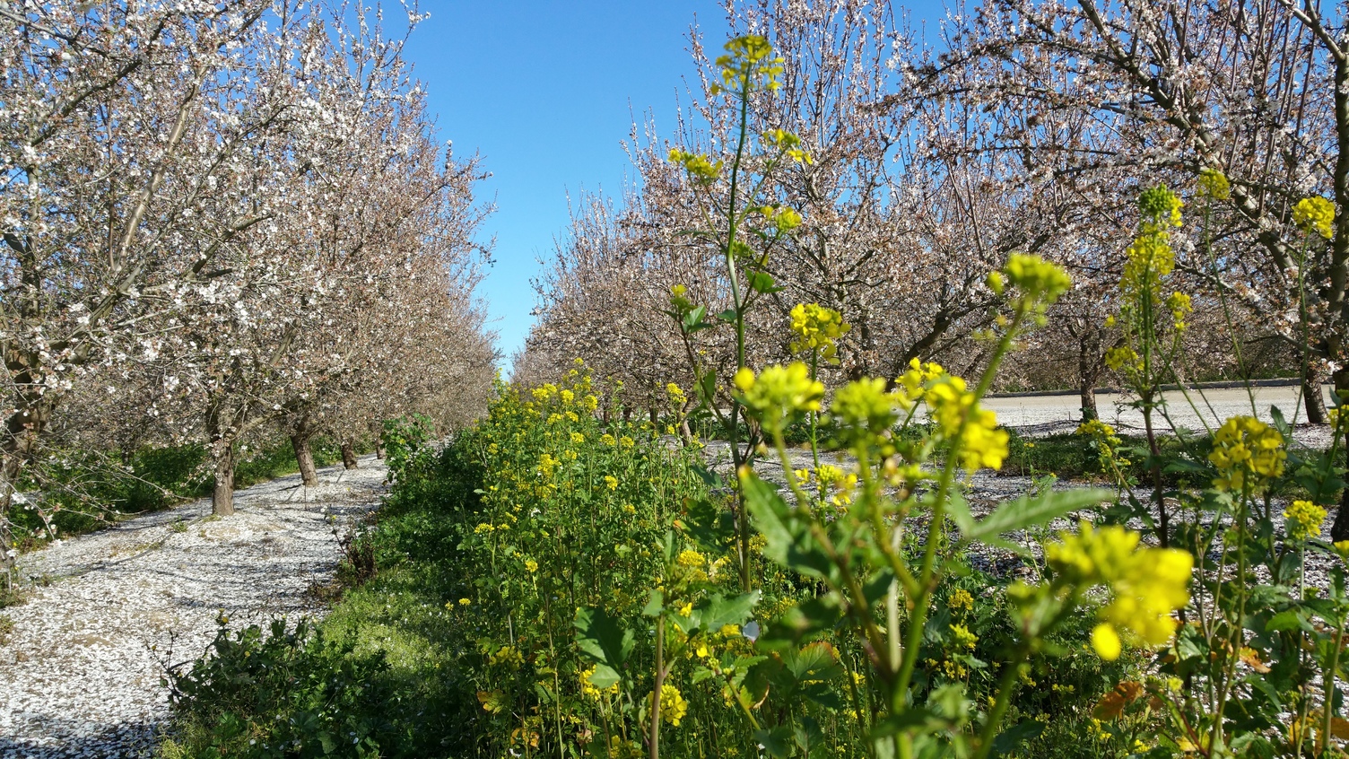 Mustard Cover Crop