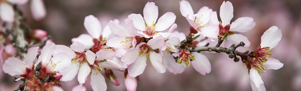 Almond Board of California Announces 2020 Election