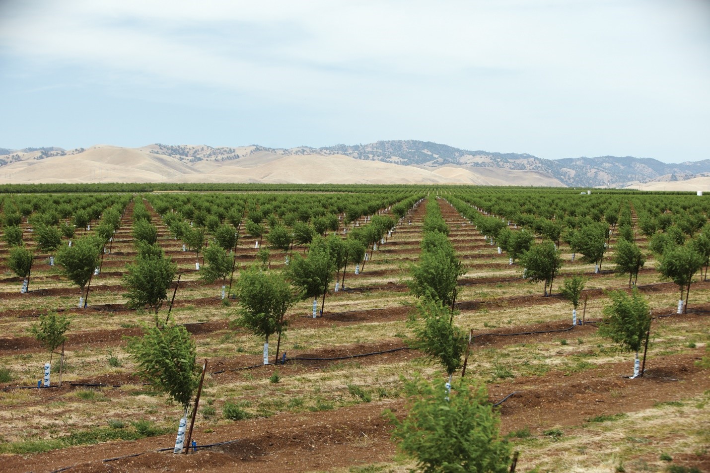 Almond orchard