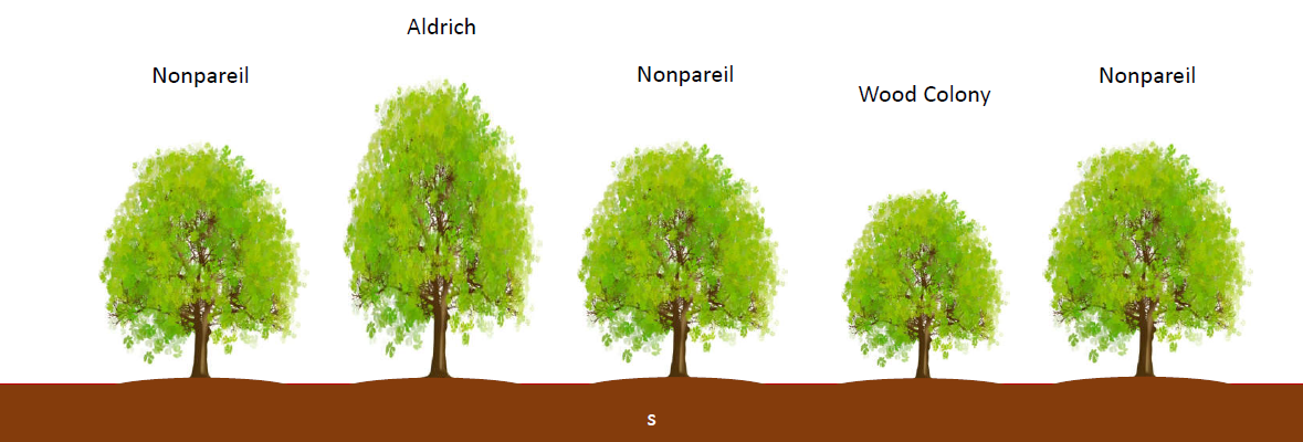 Varieties of Almond Trees